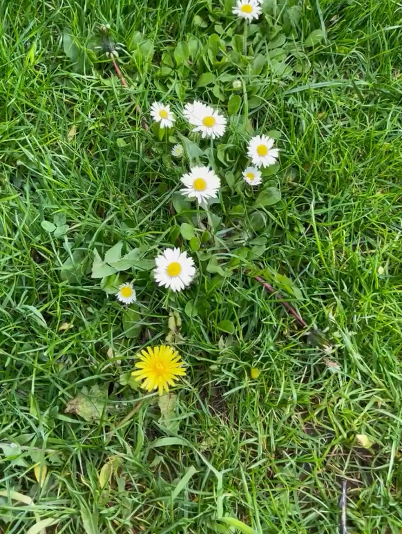 --VML-Blog-Post- Florecer ante el dolor de perder a un ser amado